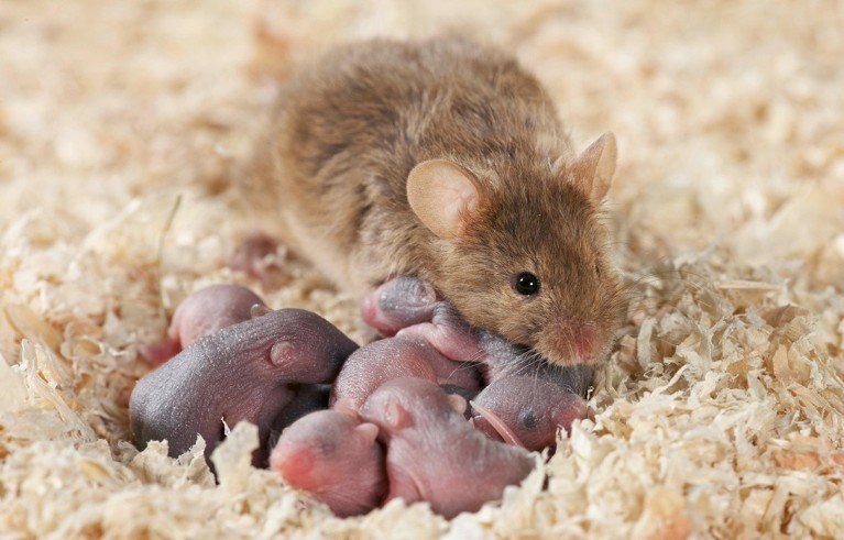 A domesticated house mouse (Mus musculus) with a litter of 4 days old pups in a nest of wood shavings