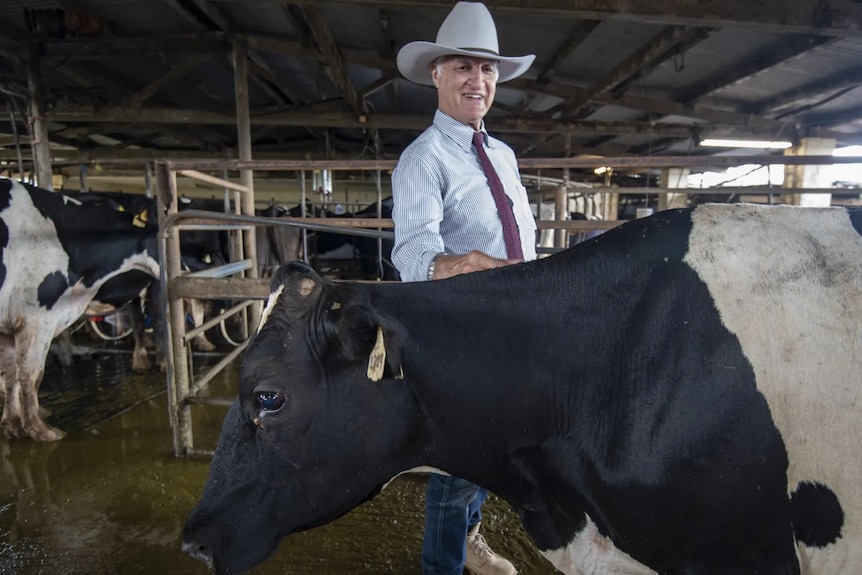 An older man wearing a large white cowboy-style hat stands on the other side of a black and white cow.