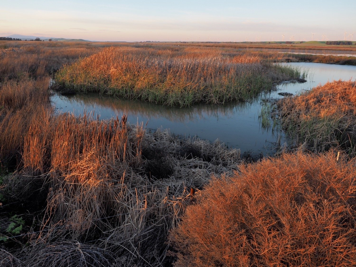 A photograph of wetlands at sunset