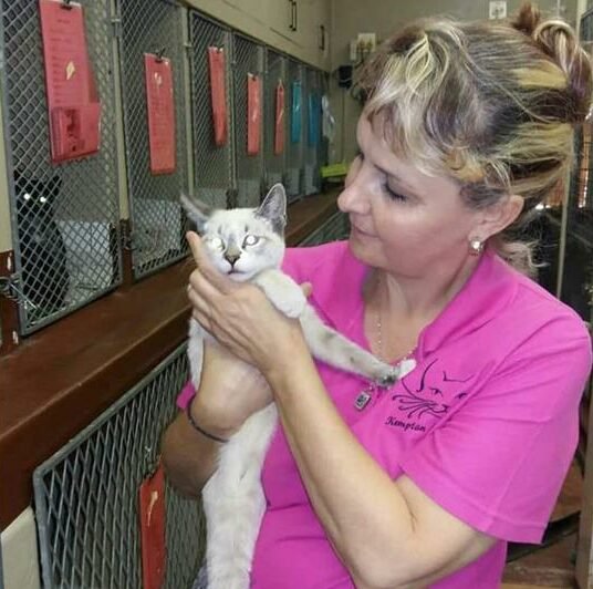 Sip and paint event to raise funds for Kempton Ferals’ cat rescue work