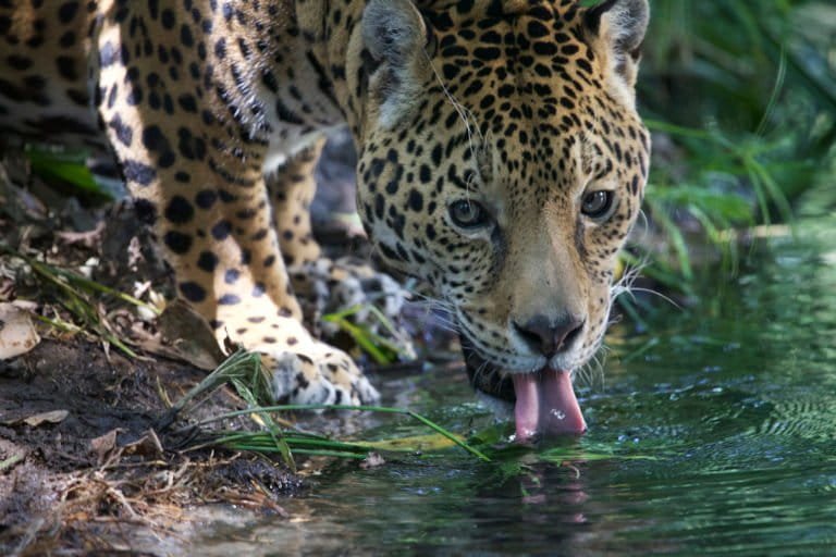 Jaguar drinking from a river in Mexico. Photo courtesy of Gerardo Ceballos/Gerardo Ceballos of the Universidad Nacional Autónoma de México, National Alliance for Jaguar Conservation.